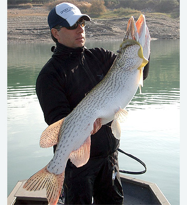 Record photograph for Esox cisalpinus